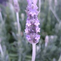 ラベンダーの画像