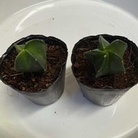 サボテン,鸞鳳玉,ダイソー,アストロフィツム属の画像