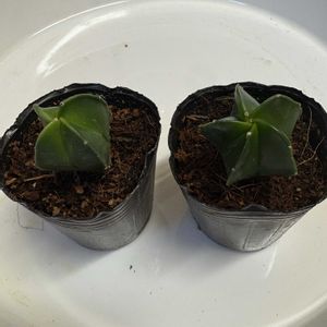 サボテン,鸞鳳玉,ダイソー,アストロフィツム属の画像