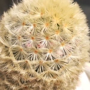 サボテン,カルメナエ,サボテンの花,山野草,多肉植物とサボテンの画像