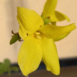 サクラ,レンギョウ,ガーデニング,挿し木,我が家の画像