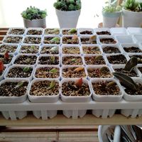 多肉植物,葉挿し,初心者,室内管理,篩の画像