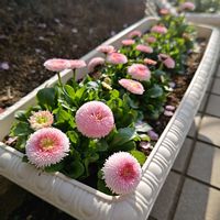 デージー,デージー　タッソー ストロベリー&クリーム,種まきっ子,種から,種まきの画像