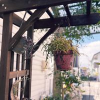 チランジア,サボテン,ルビーネックレス,ブルボーサ,リプサリスの画像