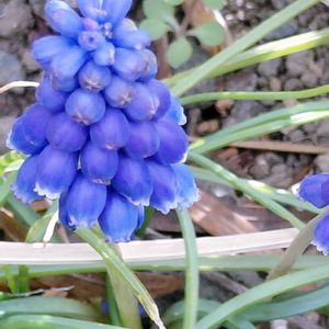 癒し,ハーブのある暮らし,ネコと植物,ねこと緑のある暮らし,幸せな時間の画像