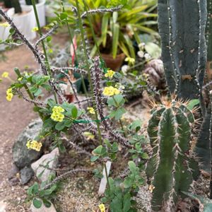 サボテン,温室,今日のお花,道東北見市にての画像