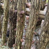 原木しいたけ,茶碗蓮・小舞妃,茶碗蓮・小舞妃,茶碗蓮・小舞妃,茶碗蓮・小舞妃の画像