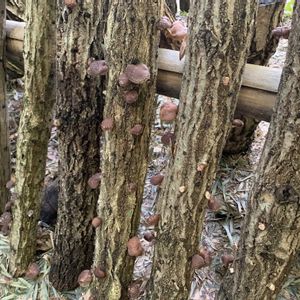 原木しいたけ,茶碗蓮・小舞妃,茶碗蓮・小舞妃,茶碗蓮・小舞妃,茶碗蓮・小舞妃の画像