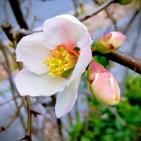 ボケ,木瓜(ボケ),開花,花のある暮らし,ガーデ二ングの画像