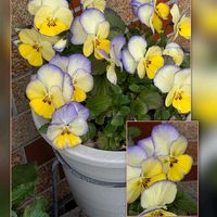 アリッサム,クリスマスローズ,クローバー,ユキヤナギ,パンジーの画像