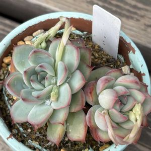 多肉植物,エケベリア属,花芽,記録,置き場所問題の画像