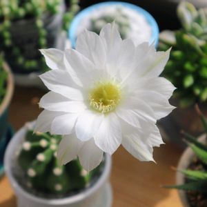 サボテン,サボテンの花,今日のお花,私の植物,窓辺の画像