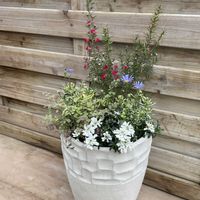 イベリス,ブルーデージー,ギョリュウバイ,セリフラミンゴ,寄せ植えの画像