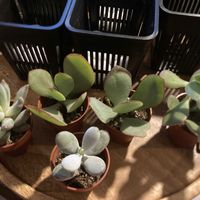 ワテルメイエリー,千代田の松,ブルーバード,ふっくら娘,多肉植物の画像