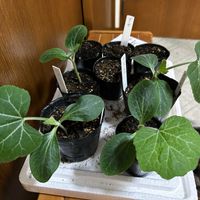 バジル,日本かぼちゃの画像