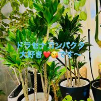 ドラセナ,モンステラ,ドラセナ コンパクタ,森林浴,熱帯植物の画像