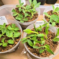 ペチュニア,サフィニア,あずきフラッペ,桃色ハート,サントリー フラワーズの画像