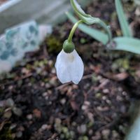 クリスマスローズ,スノードロップ,パンジー,全てに祈りを♪,世界中花咲く平和に充たされますように祈りますの画像