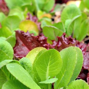 ベビーリーフ,小松菜,サニーレタス,鉢植え,ビタミンカラーの画像