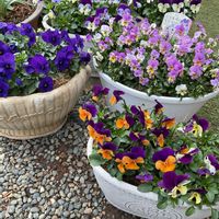 ビオラ,レモンタイム,ハーブ,GS映え,GS日和の画像