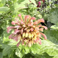 ガイラルディア,ガーデニング,春の庭,宿根草♪,メインガーデンの画像