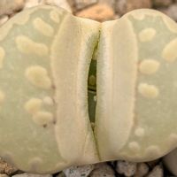 リトープス アルビニカ,大津絵,朱唇玉,雀卵玉,リトープス　ロキシーの画像