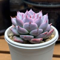 エケベリア,ハオルチア,farmpalk,室内LED管理,多肉植物の画像