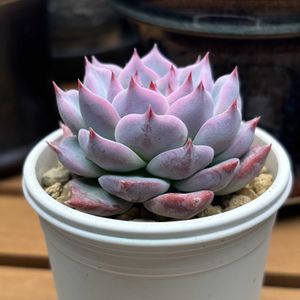 エケベリア,ハオルチア,farmpalk,室内LED管理,多肉植物の画像