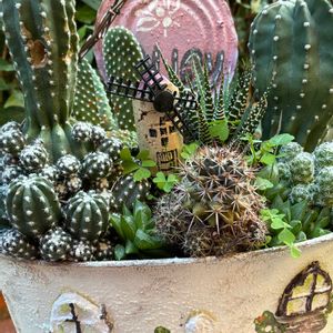 サボテン,サボテンの寄せ植え,サボテンの日,❤️いいね、ありがとう,今日のお花の画像