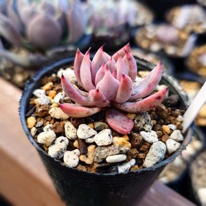 多肉植物,エケベリア属,実生,交配種,多肉大好きの画像