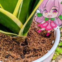 サンスベリア,サンスべリア,花のある暮らし,植物好き,PRの画像