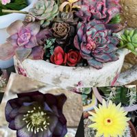 サボテン,レウィシア,シャビアナ,モラニー,楽しみ〜の画像