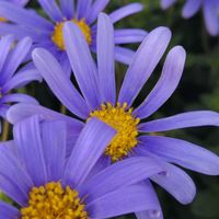 ブルーデージー,ブルーデイジー,大好きな花,シルエット❤︎,風の中の画像