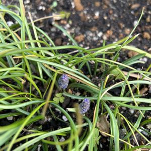 ムスカリ,球根,開花,春到来！,可愛い芽の画像