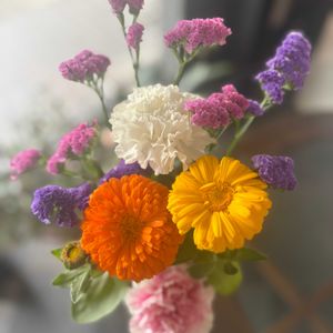 カーネーション,カーネーション,カーネーション,ガーベラ,ガーベラの画像