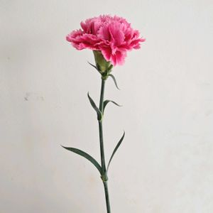 カーネーション,カーネーション　ノビオファンタジー,一人一花,一人一花運動@福岡市,ハナノヒの画像