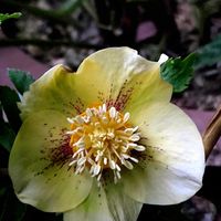 クリスマスローズ,クリスマスローズ,白檀,サニコさんのタコ鉢✨,まつぴよさんのお魚さん✨の画像