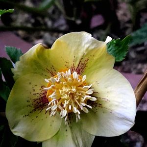 クリスマスローズ,クリスマスローズ,白檀,サニコさんのタコ鉢✨,まつぴよさんのお魚さん✨の画像