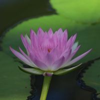 睡蓮,熱帯スイレン,散歩,温室,都立神代植物公園の画像