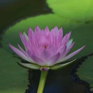 睡蓮,熱帯スイレン,散歩,温室,都立神代植物公園の画像