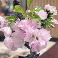 旭山桜,苔玉,和室の画像