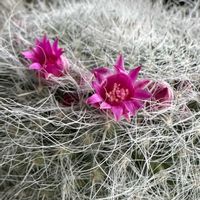 サボテン,サボテン,玉翁,玉翁,マミラリア 玉翁の画像