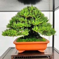 イヌマキの画像