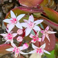 金のなる木の画像