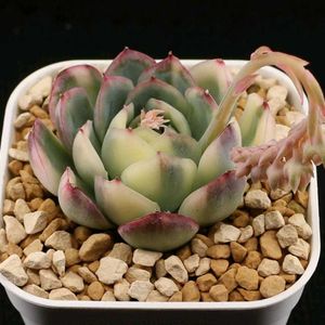 多肉植物,エケベリア属,多肉大好き,多肉植物 エケベリア,植物育成ライトの画像