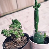 サボテン,墨こけし,銀手毬,ダイソー,今日のお花の画像