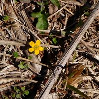 カタバミの画像