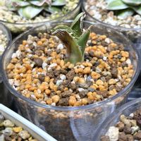 アガベ,FO076,FO-076,モドキの画像