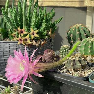 短毛丸,短毛丸の花,サボテンの花,いつも心に太陽を,多肉もお花も大好き❤️の画像