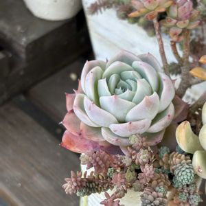 アローンスター,多肉寄せ植え,多肉女子,ベランダタニラー,多肉だいすきの画像